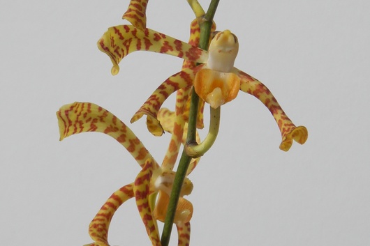 Tiger Orchid