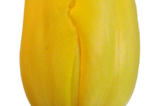 Tulips, French-yellow