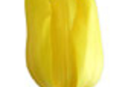 Tulips, Greenhouse-yellow