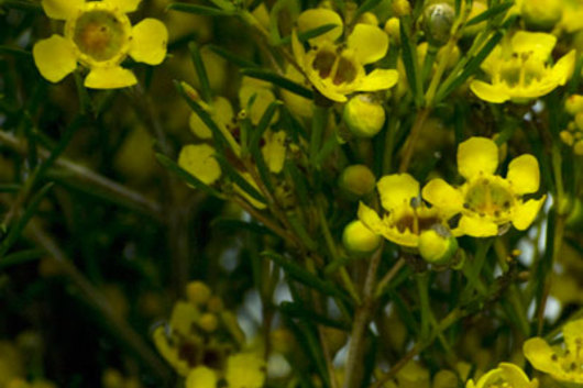 Waxflower, tinted-yellow