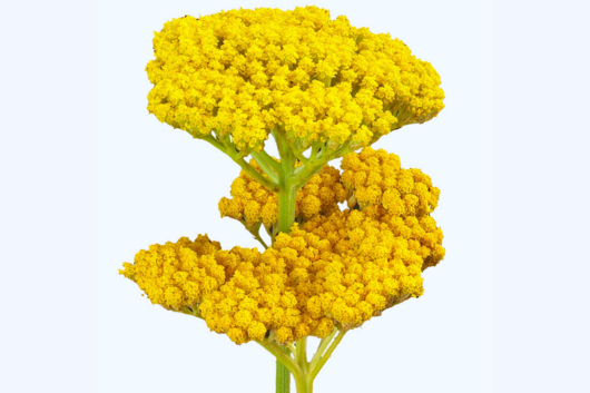 Yarrow, Yellow