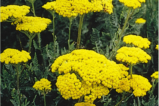 Yarrow, tall-yellow