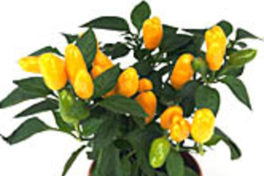 Ornamental Peppers-yellow