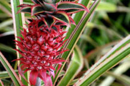 Ornamental Pineapple, large