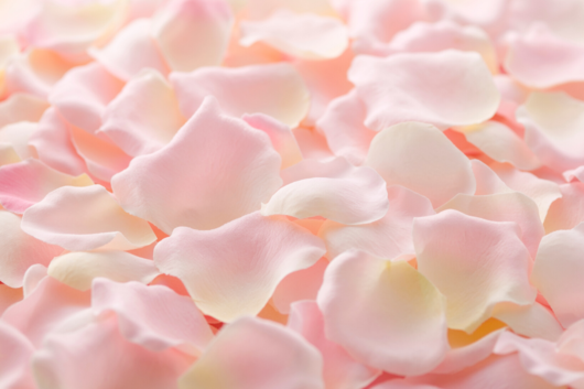 Rose Petal, Light Pink