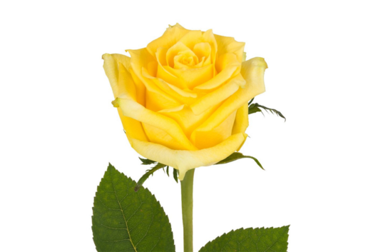 Rose, Yellow