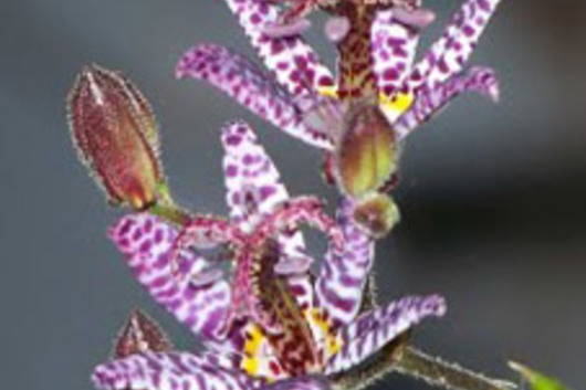 Toad Lily Orchid