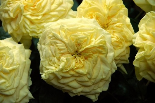 GardenRose Lemon Pompom