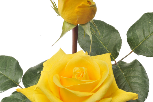 Gold Star Rose