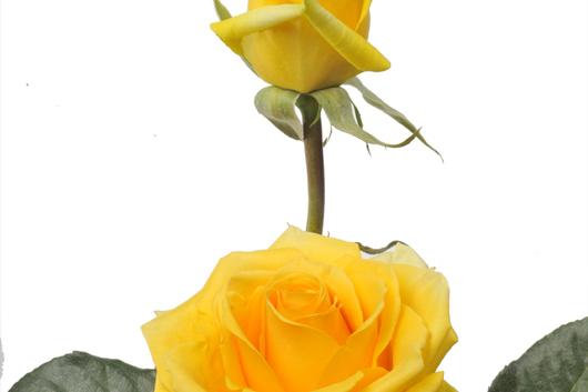 Gold Strike Rose