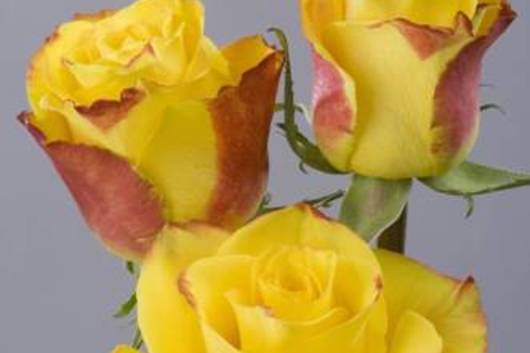 Rose High&Yellow Magic