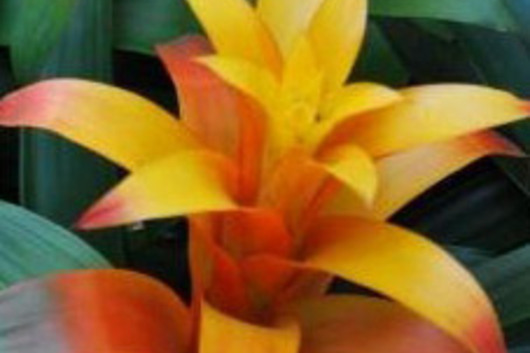 Bromeliad Torch-yellow