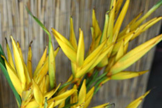 Heliconia, Mini-yellow