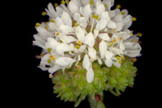 Protea, Agatosma