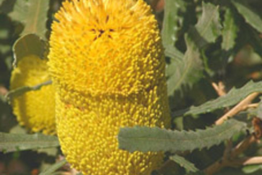 Protea, Banksia-yellow