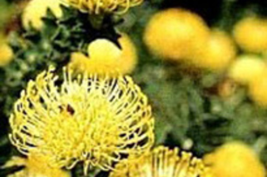 Protea, Pincushion-yellow