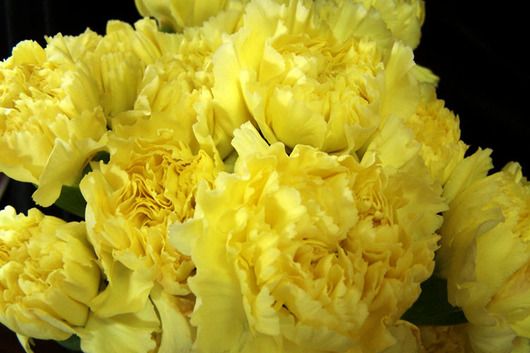 Carnations-yellow