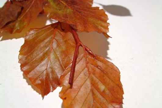 Copper Beech