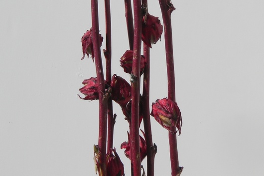 Hibiscus Pods