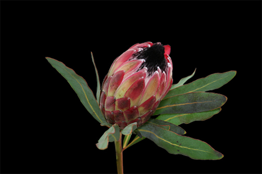 King protea