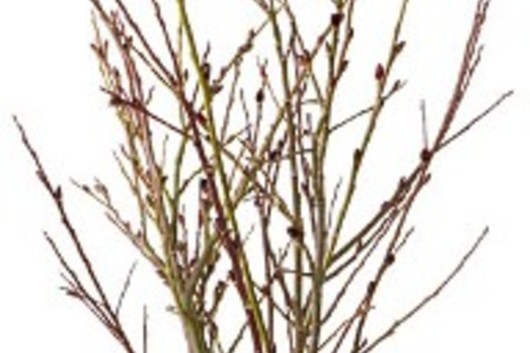Pussy Willow, French