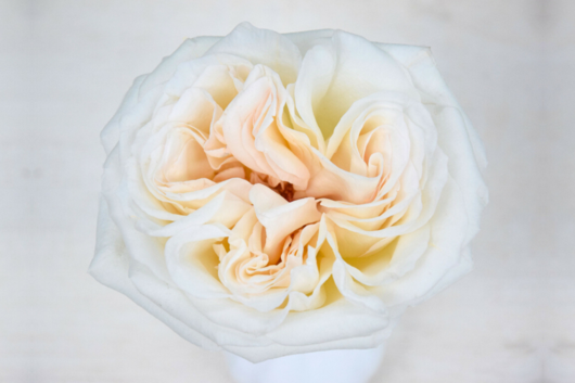 Garden Rose White Ohara