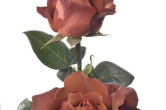 Rose Coffee Break Flower Floral Expert Dictionary Lobiloo