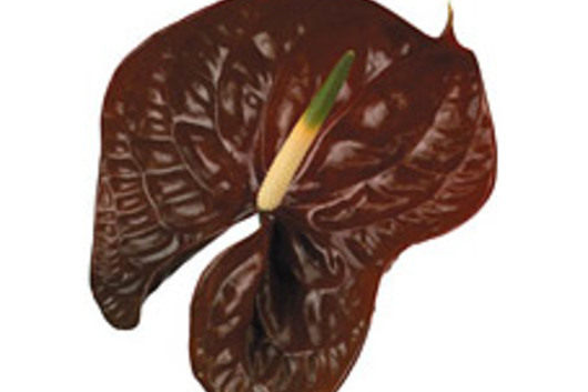 Anthuriums, Large-brown (Choco)