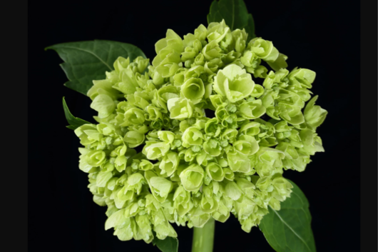 Hydrangea Baby Green