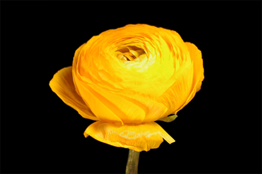 Yellow Ranunculus