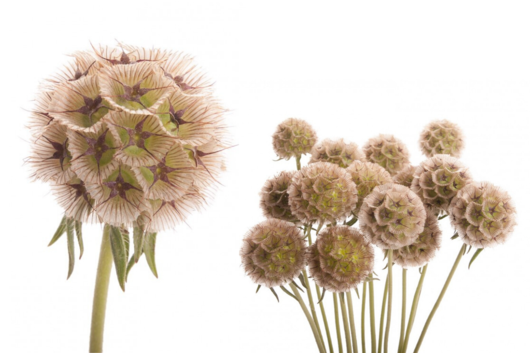 Scabiosa Pods