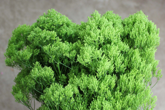 Trachelium, Green Flower | Floral Expert Dictionary | Lobiloo