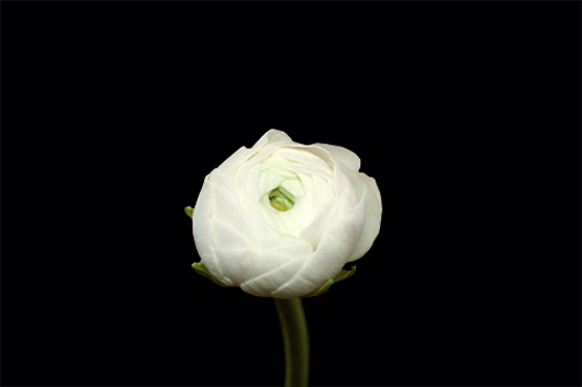 White Ranunculus