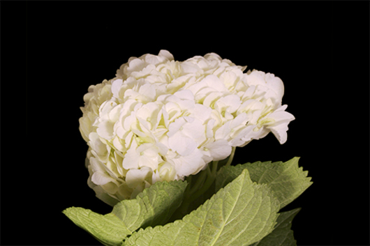 S.A. Hydrangea