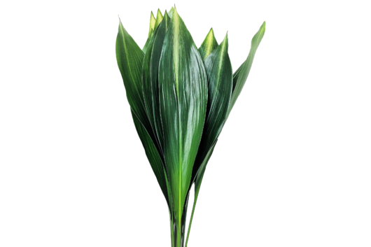 Aspidistra