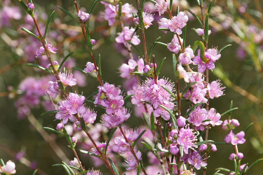 Swan River Myrtle