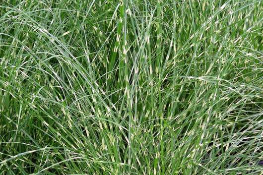 Zebra Grass Flower | Floral Expert Dictionary | Lobiloo