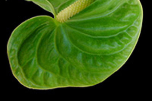 Anthuriums, Large-Green (Midori)