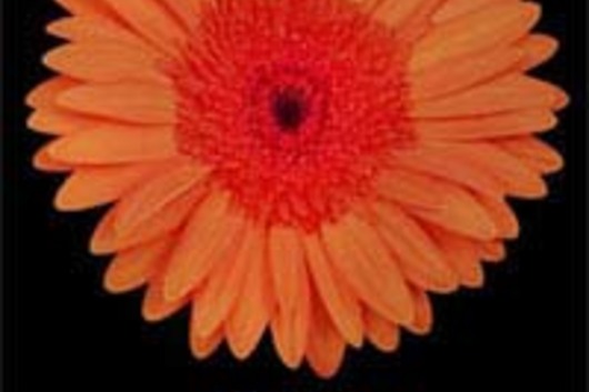 Gerberas-orange (Sunset)