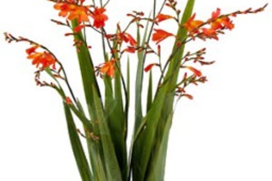 Montbretia Flower-orange
