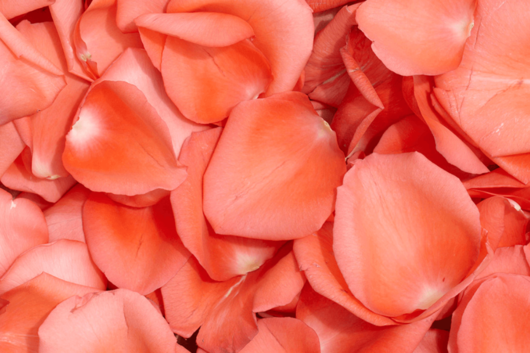 petal dictionary