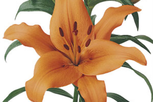 Asiatic Lily -peach