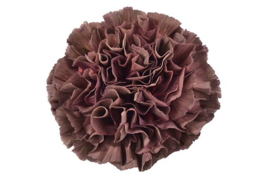 Carnations, Copper Extasis