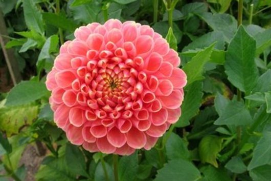 Dahlias, field-coral