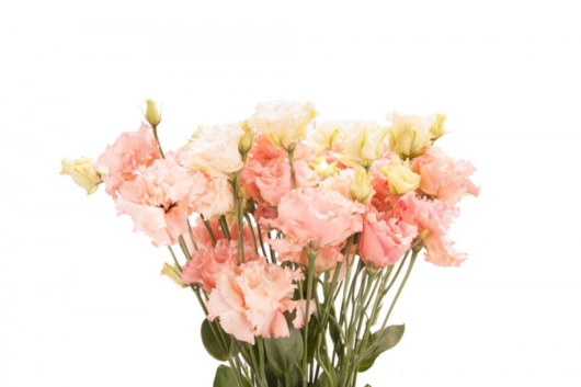 Lisianthus, Blush