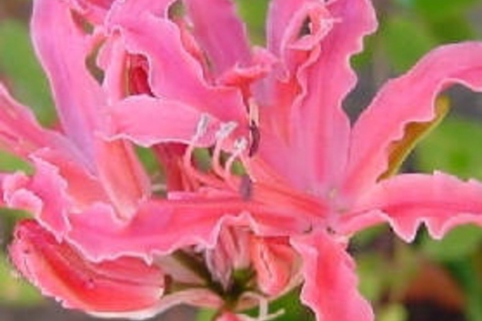 Nerine Lily-coral