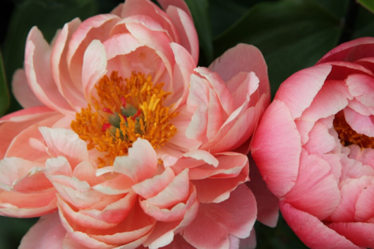 Peony, Coral Charm