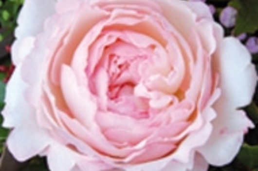 Garden Rose Keira(David Austin)