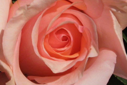 Garden Roses-peach