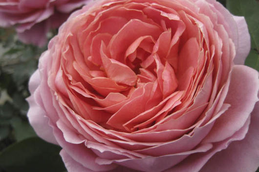 GardenRose Romantic Antike